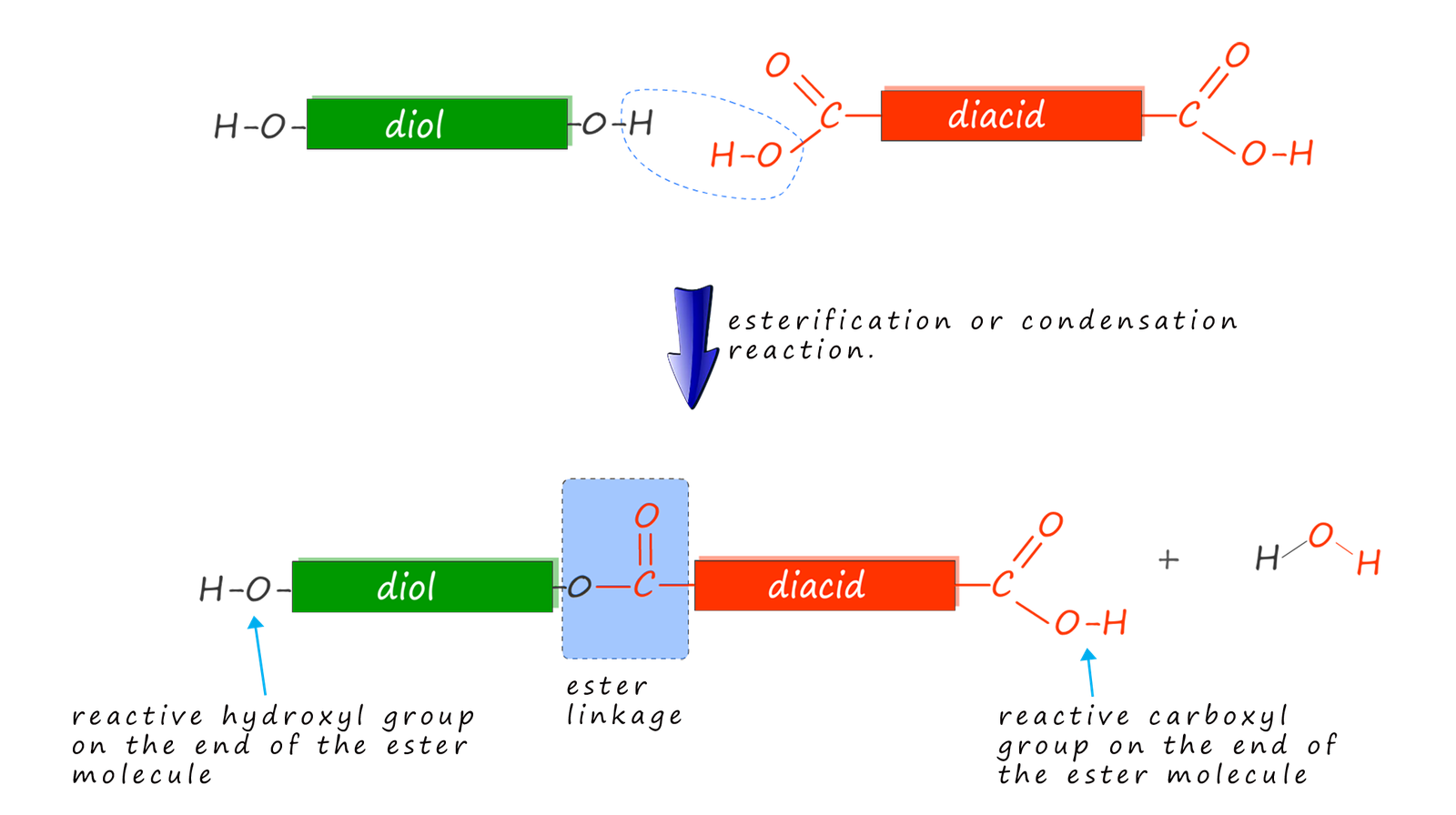esterification reaction, the formation of ethyl ethanoate from ethanol and ethanoic acid.